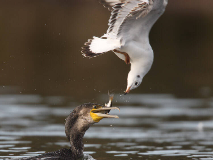 Croisière ornithologique - oiseaux de Loire